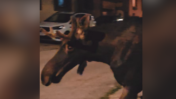 Rakúske úrady po ďalšom incidente nariadili uspanie losa Emila, vyložili ho pri hraniciach s Českom