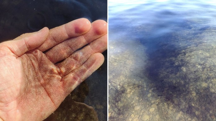 V bratislavských jazerách objavili nálevníka