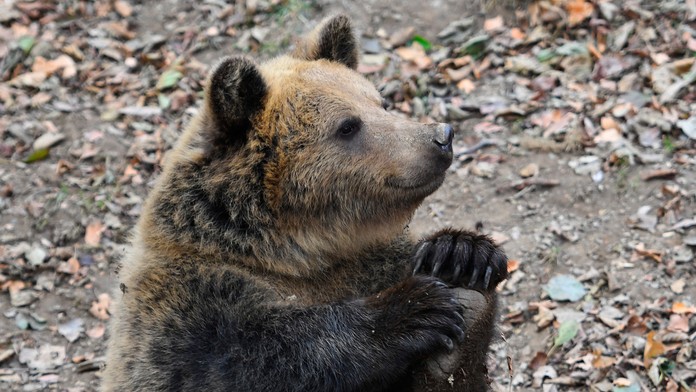 Čerstvo zobudený medveď zaútočil na horára. Má doškriabané telo a natrhnuté ucho