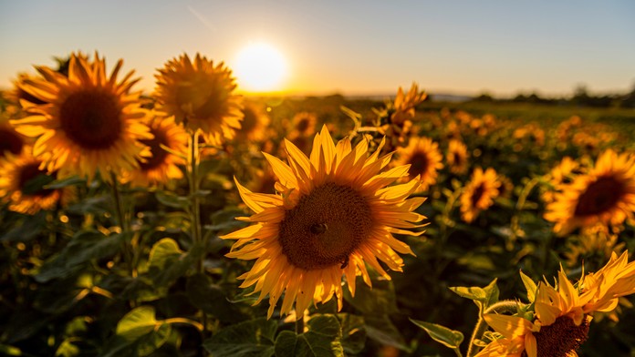 Rusko je najväčším producentom slnečnicového oleja. Od piatka zakáže vývoz semien z krajiny