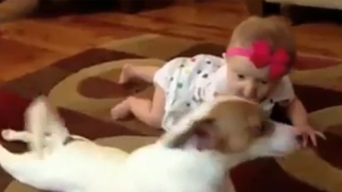 Psík ukazoval dievčatku, ako sa má plaziť