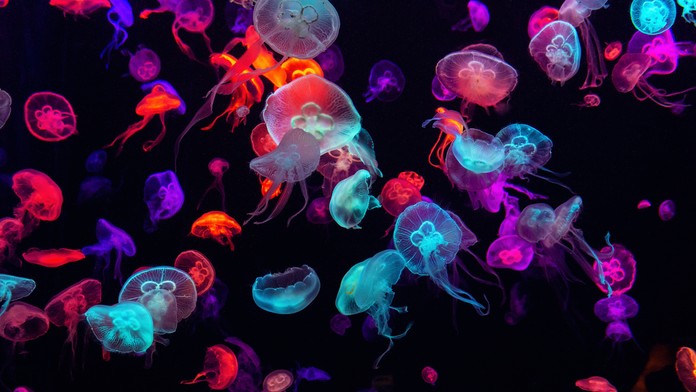 Obľúbená destinácia Slovákov má problém. Trápia ju húfy medúz