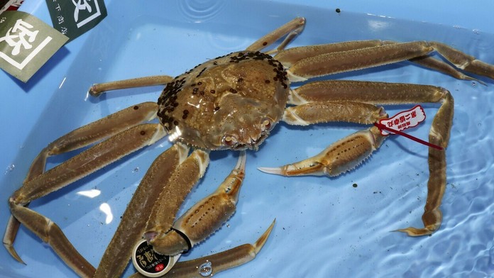 Hráči Wanderers oslavujú gól , uprostred sklamaný brankár Slovana Dominik Greif..jpg