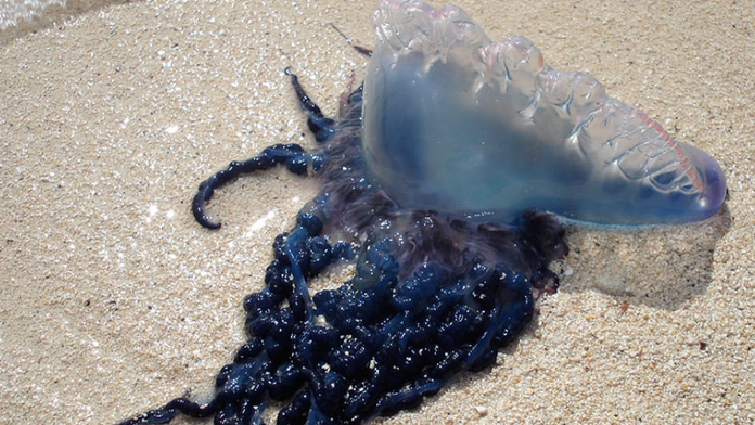 Na pláži v Španielsku sa objavil nebezpečný tvor. Jediný jeho dotyk môže zabiť