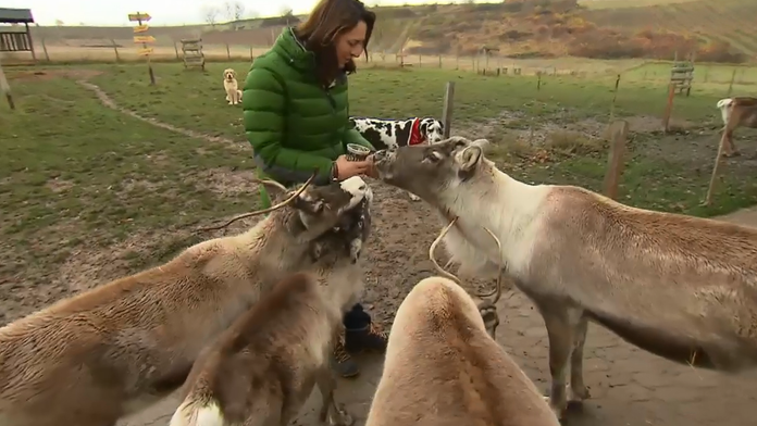 Soby sú spokojné aj bez snehu.