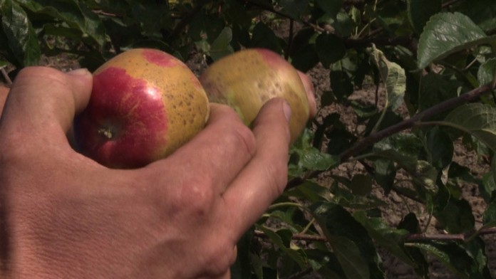 Následky jarných mrazov sa prejavili na úrode.
