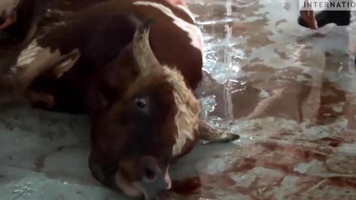 Zábery, z ktorých je do plaču. Kruté zaobchádzanie sa týka aj vyvážaných slovenských kráv