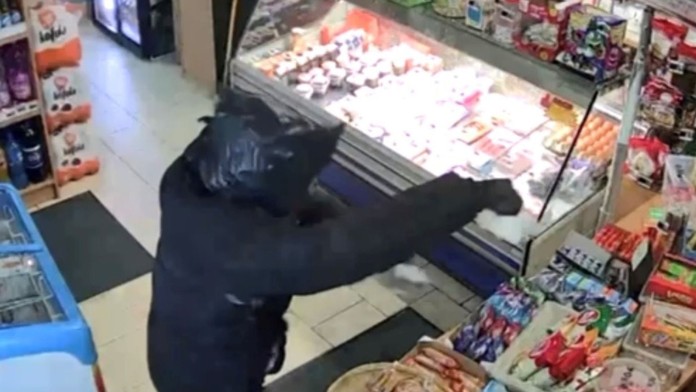 Lúpil s igelitom na hlave.