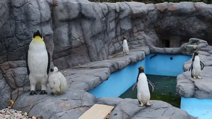 Umelohmotné tučniaky v anglickej ZOO.