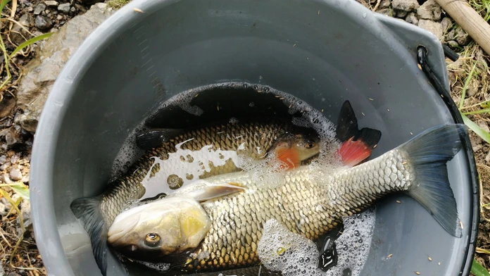 Ryby z tejto rieky nejedzte. Veterinári upozorňujú na látky spôsobujúce rakovinu