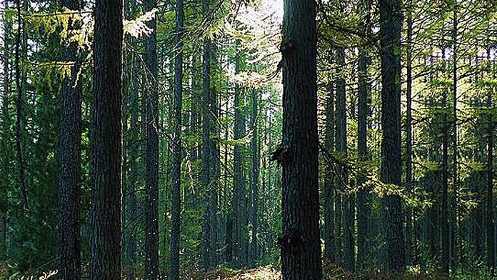 stromy_objimanie20116431.jpg