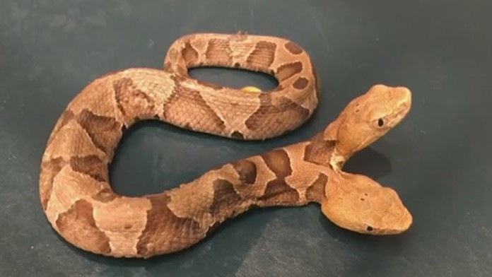 Američanka našla na dvore dvojhlavého hada.