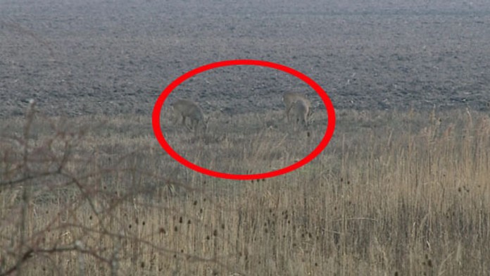 17 Omamene srnky IKONA.jpg