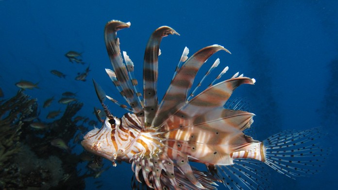 Dovolenkový raj straší „potkan oceánov“ s jedovatými ostňami. Zásah môže byť pekelne bolestivý a spôsobiť aj smrť