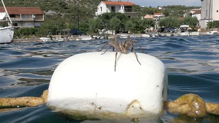 Beyoncé na losangelskej premiére Levieho kráľa