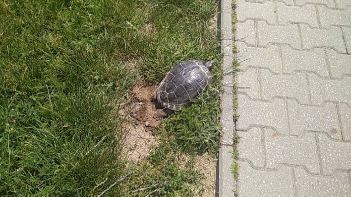 Hniezdenie korytnačky písmenkovej.