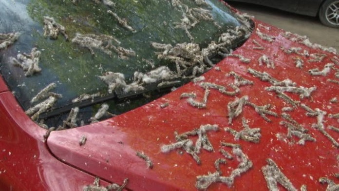 19 SK Stromy spinia auta.transferweb_jpg_bez_watermarku_1.jpg