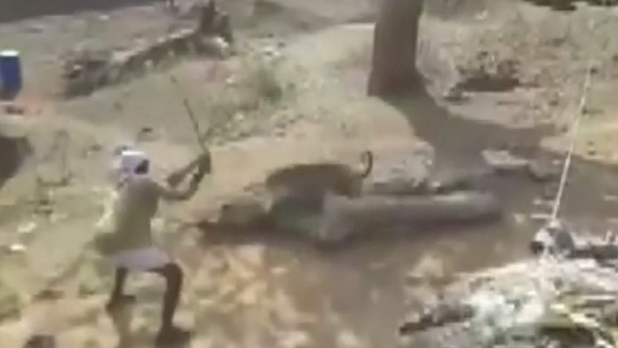 Útok leoparda v Indii.