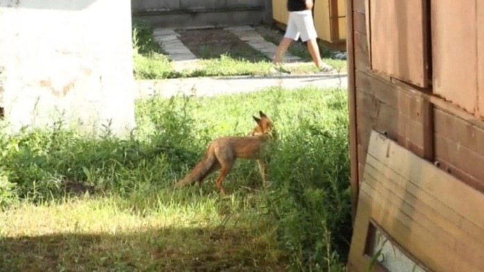 Líšky v autocampingu.
