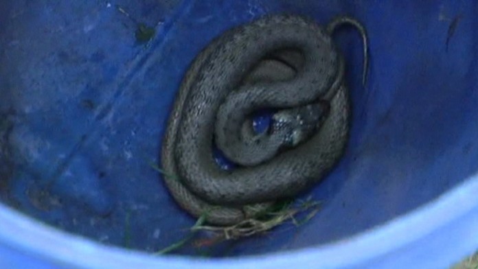 19 Vretenica v panelaku.transferweb_jpg_bez_watermarku_1.jpg