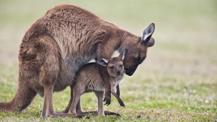 Vedci vytvorili cez umelé oplodnenie embryo klokana