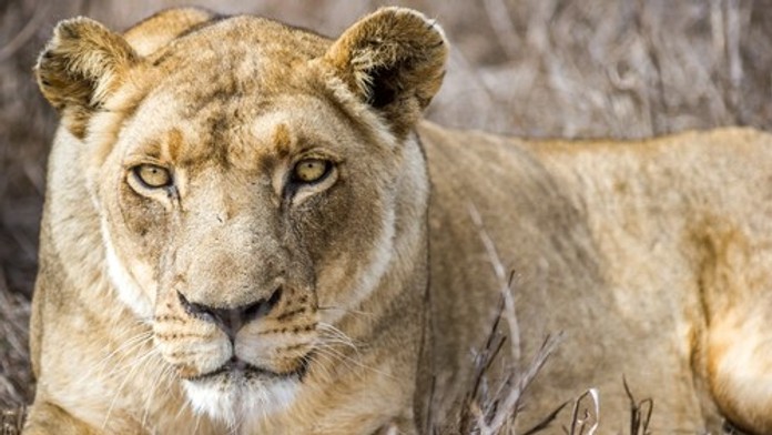 VIDEO: Levica napadla ženu a dve deti. Majitelia šelmy sa len pobavene prizerali