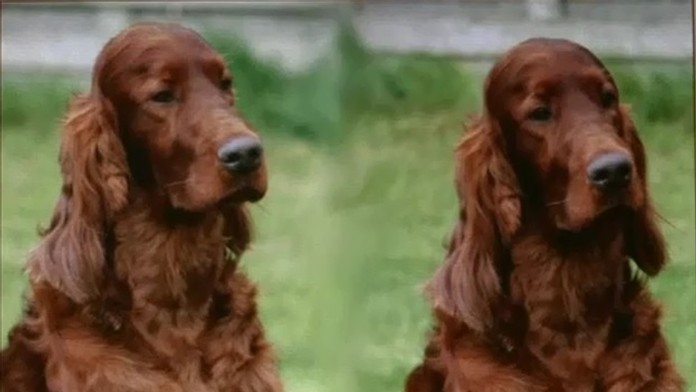 Psí šampión Jagger