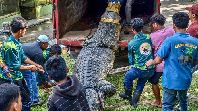 VIDEO: Krotiteľa počas kŕmenia napadol obrovský krokodíl. Desivý incident zachytila kamera