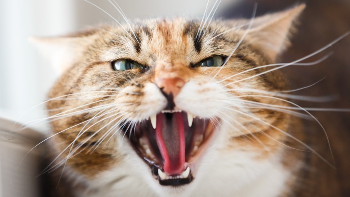 Zuzana Belohorcová bude Madonna