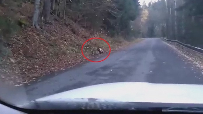 Medveď zdolal jeleňa.