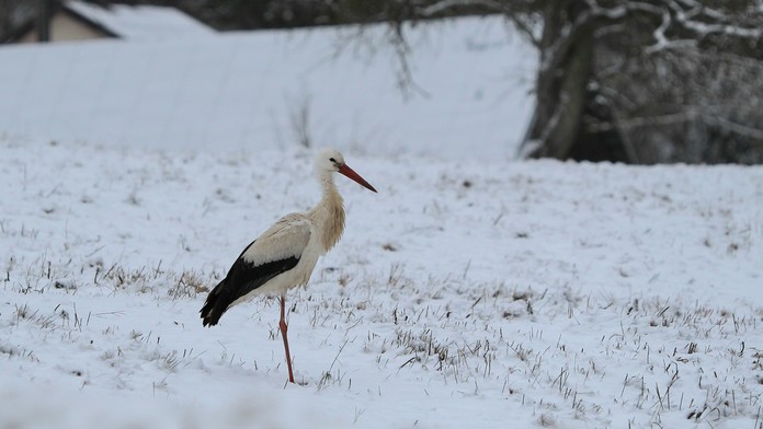 OBRAZOM: Bocian sa prechádza zasneženou krajinou. Fotograf zachytil výnimočný moment