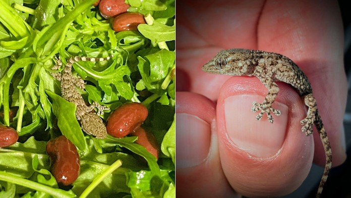 Gekon cestoval v rukole