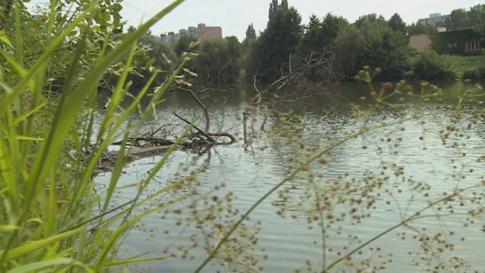So sinicami bojujú štvrtý rok na košickom jazere.