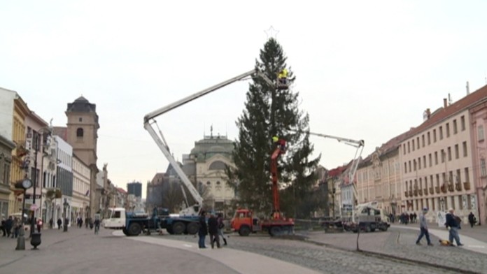 Stromček po osadení dosahuje výšku 19 metrov