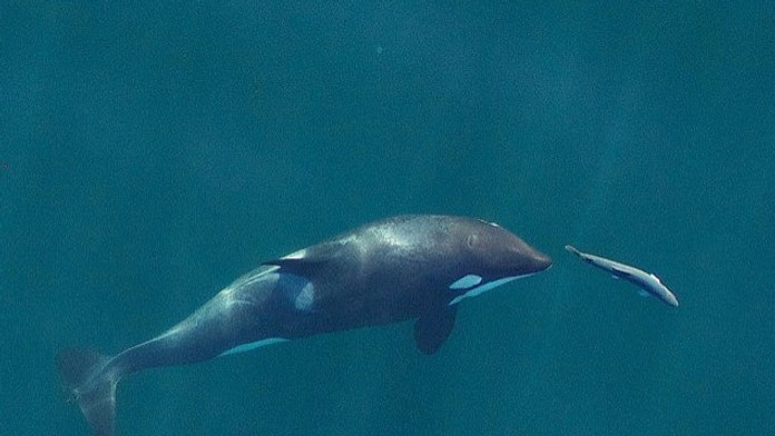 Kosatky prekvapili vedcov bizarným zvykom. Na hlavách nosia „čiapky“ z lososov