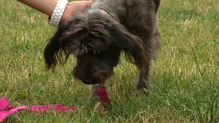 Otrávený psík v Bratislave