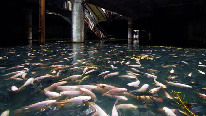 abandoned-shopping-mall-bangkok-fish-jesse-rockwell-6.jpg
