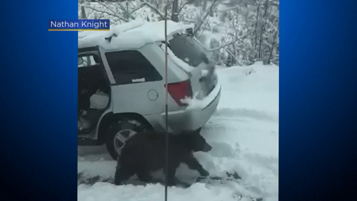 Medveď sa vlámal do áut v USA