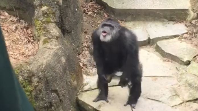 Šimpanz hodil do davu exkrement. 