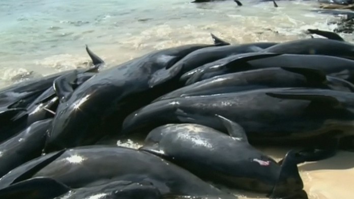 V Austrálii uviazlo na súši 150 delfínov