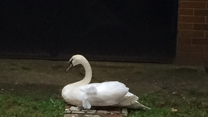 Labuť, ktorú sa nepodarilo chytiť našli na Poštovej ulici v Košiciach.
