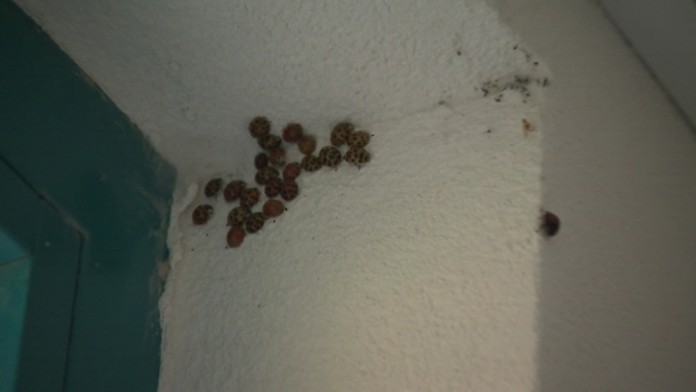 19 Lienky invazia.transferweb_jpg_bez_watermarku_1.jpg