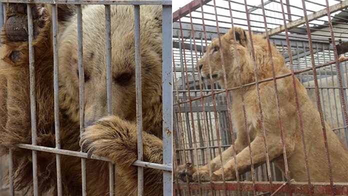Doplatili na vojnu. V zoo našli dve zúbožené zvieratá, takto žijú dnes