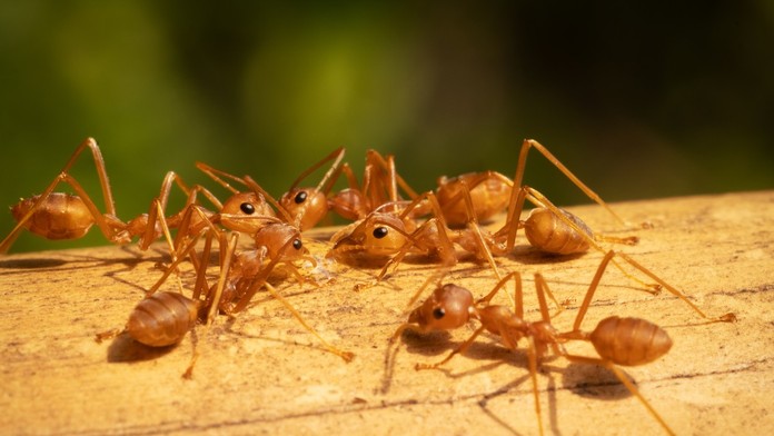 Červené ohnivé mravce