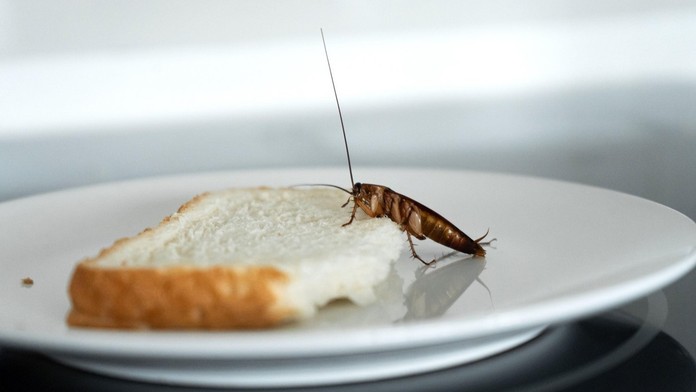 Šváb. Ilustračná snímka. 