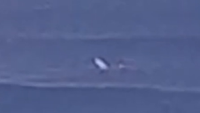 VIDEO: Na mladíka pri vyhlásenej lokalite v Austrálii zaútočil veľký žralok. Zranený preplával 600 metrov