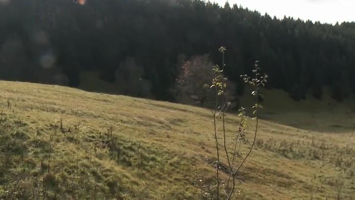 Rakúšan David Alaba oslavuje gól v kvalifikácii ME 2020 proti Severnému Macedónsku.