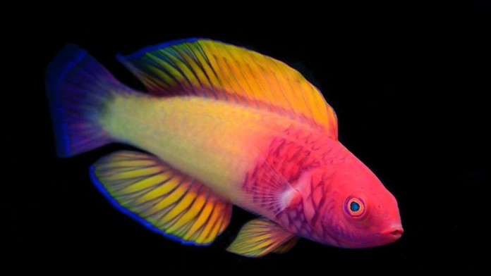 Narodí sa ako samica a postupne sa zmení na samca. Vedcov uchvátila dúhová ryba z korálových útesov