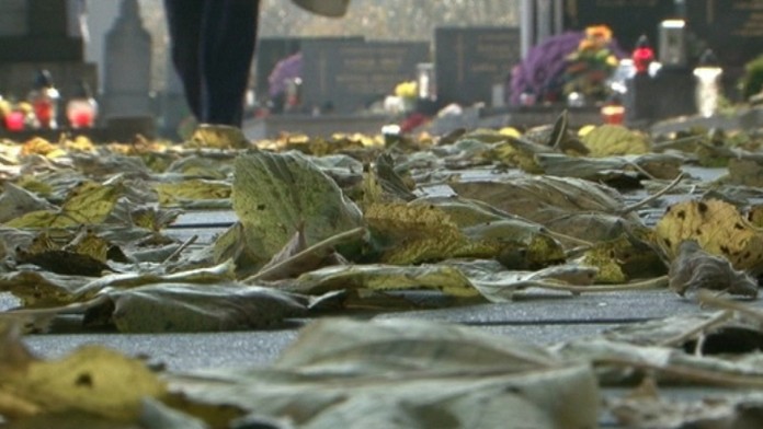 Lístie - ilustračná snímka