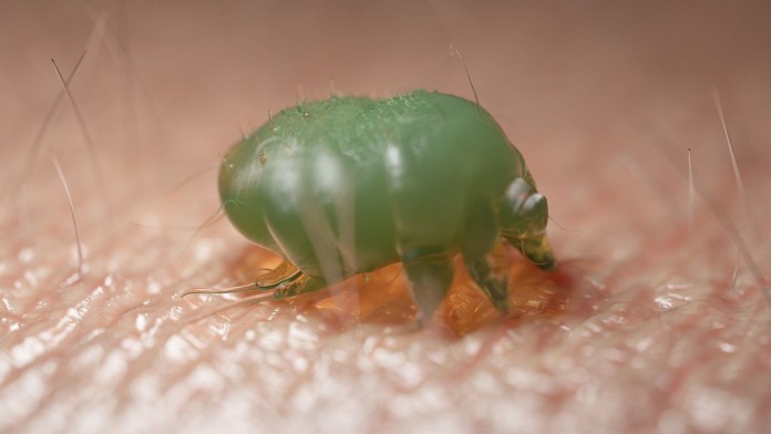 Svrab máme aj na Slovensku. Nakazilo sa ním už takmer tristo ľudí